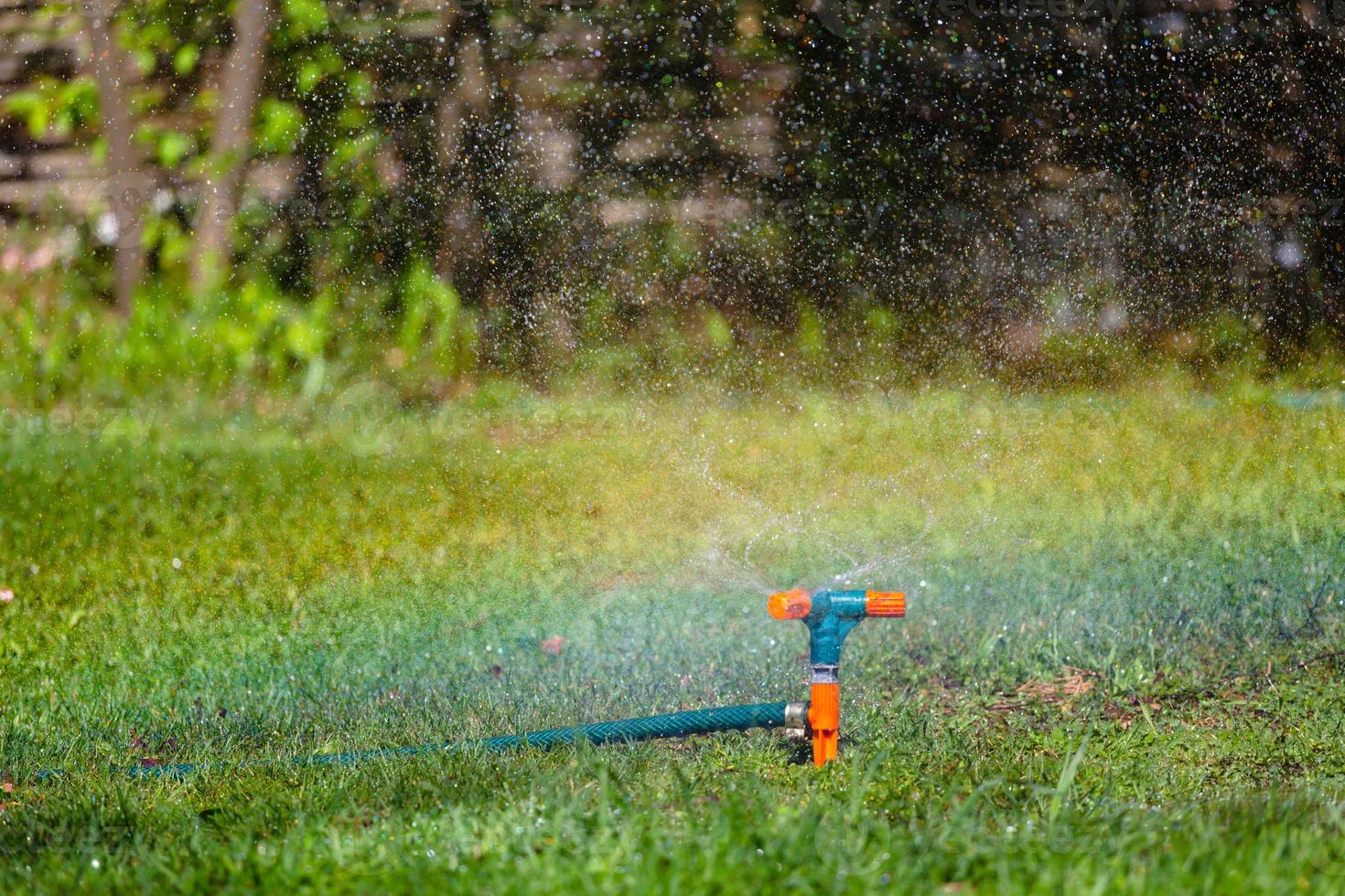 riego por aspersión de jardín césped foto