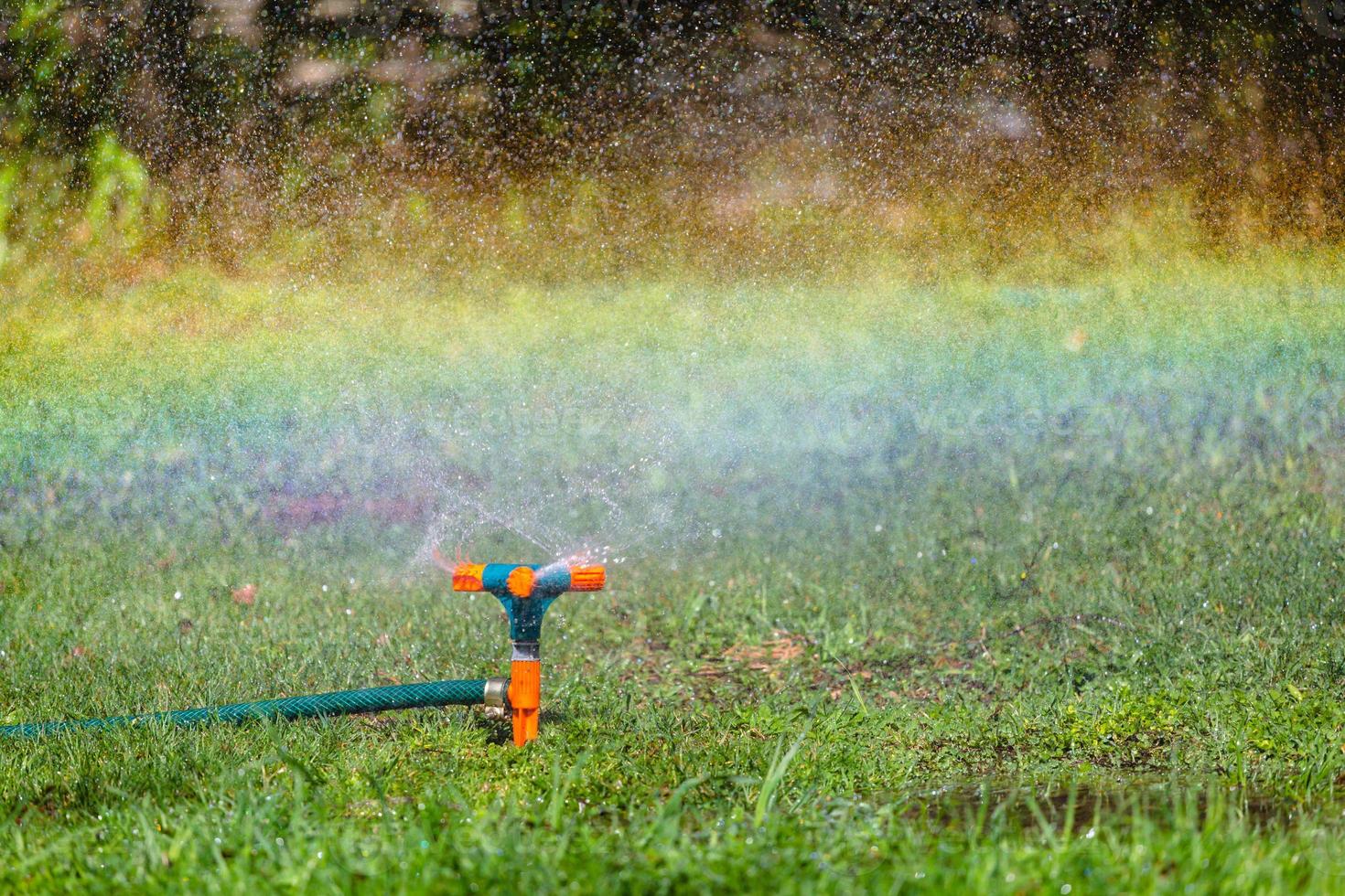 Garden sprinkler watering grass photo