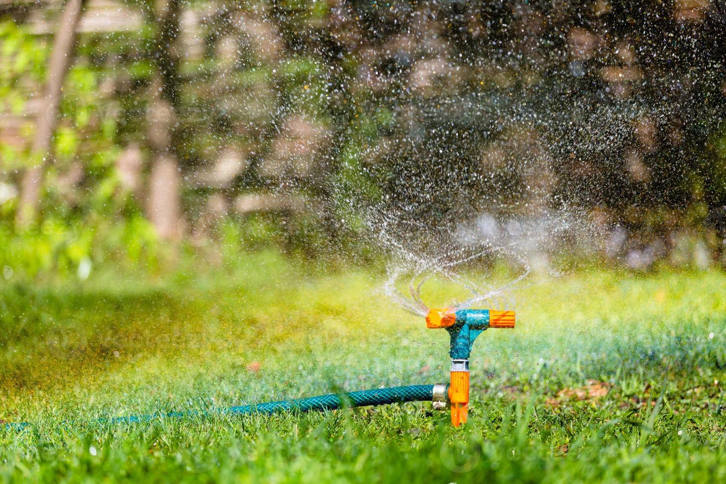 Garden sprinkler watering grass photo