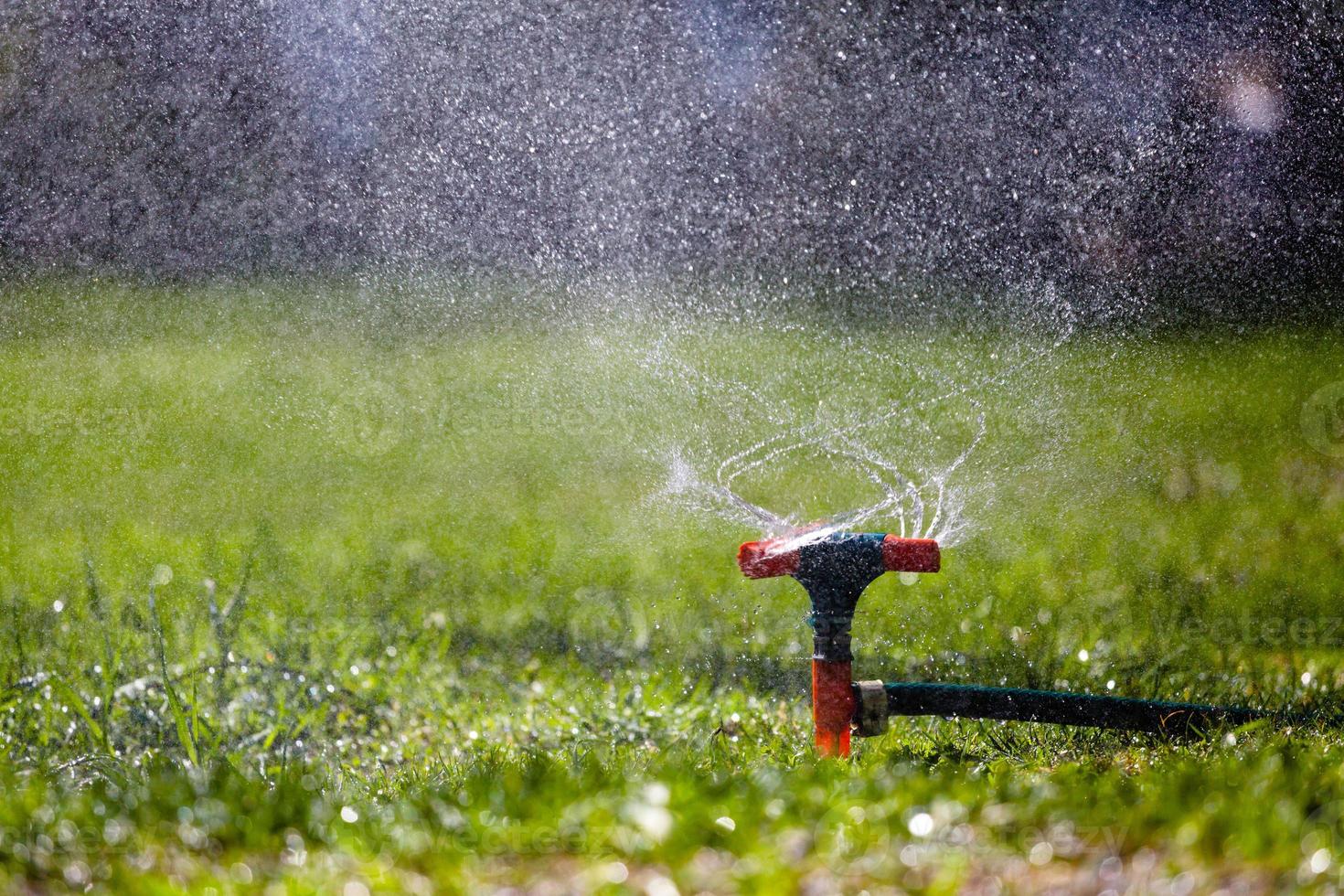 Garden sprinkler watering grass photo