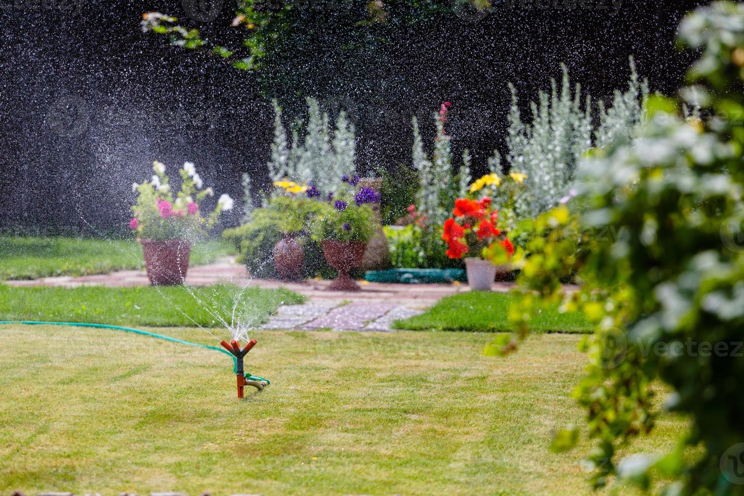 Garden sprinkler watering grass and flowers photo