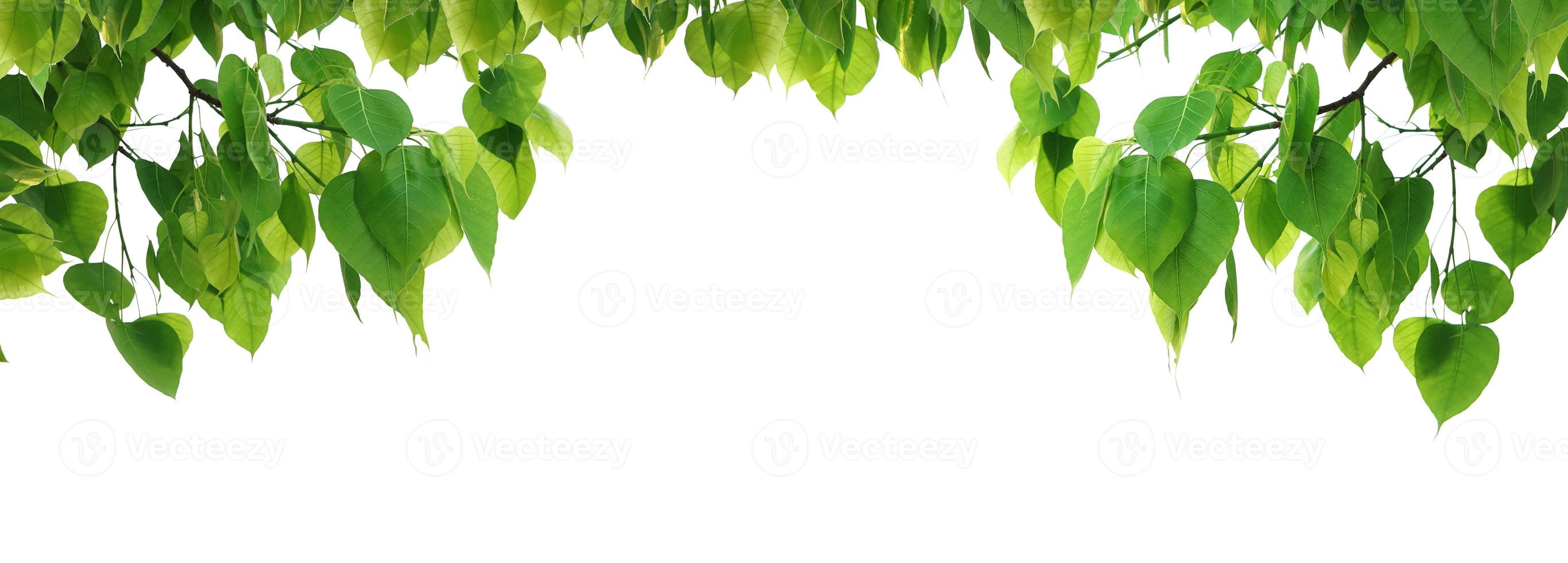 Bodhi árbol de hoja verde aislado sobre fondo blanco. foto