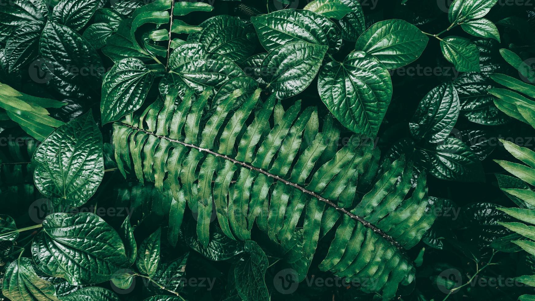 Tropical green leaf in dark tone photo