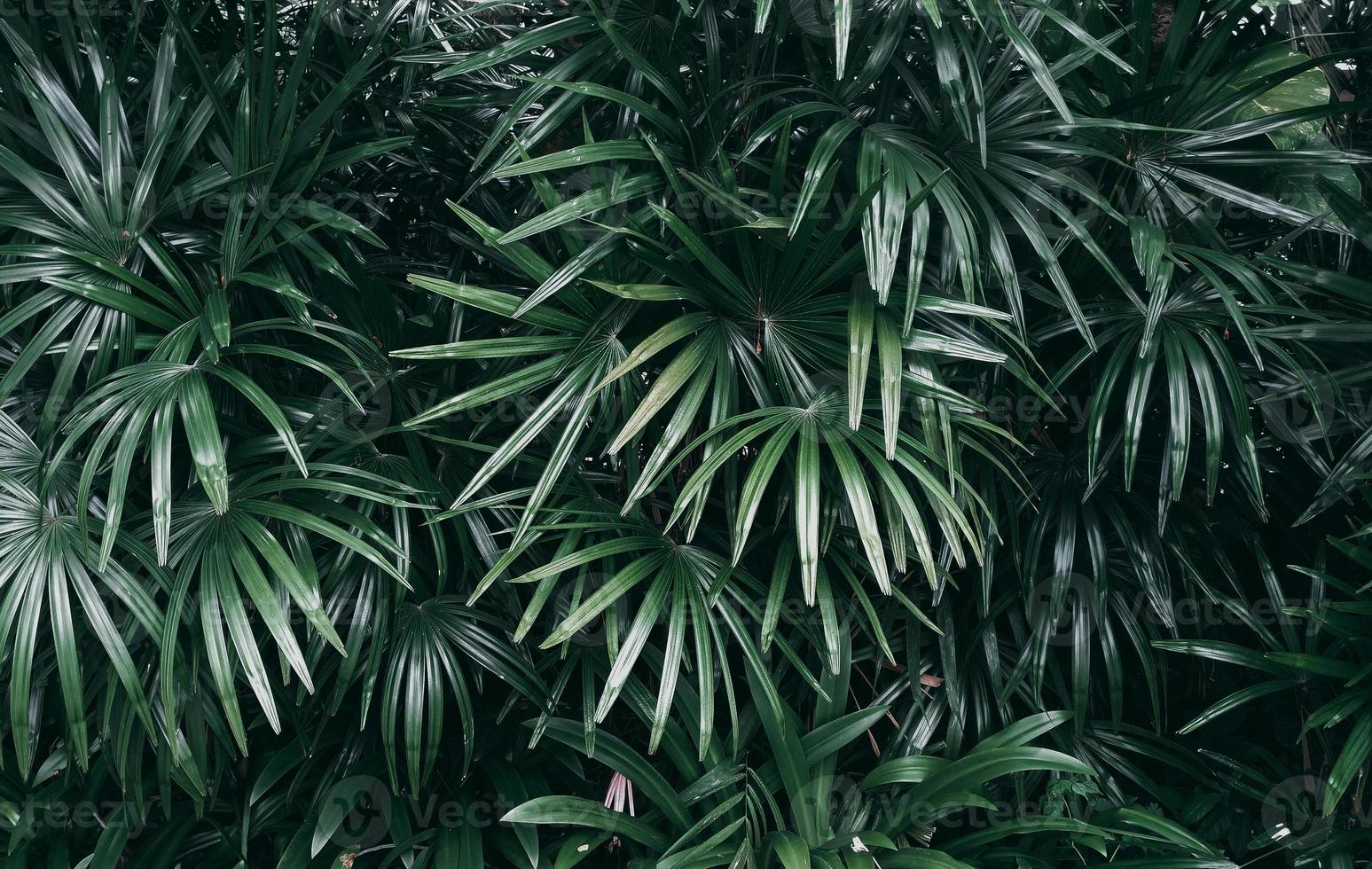jardín vertical con hoja verde tropical tono oscuro foto