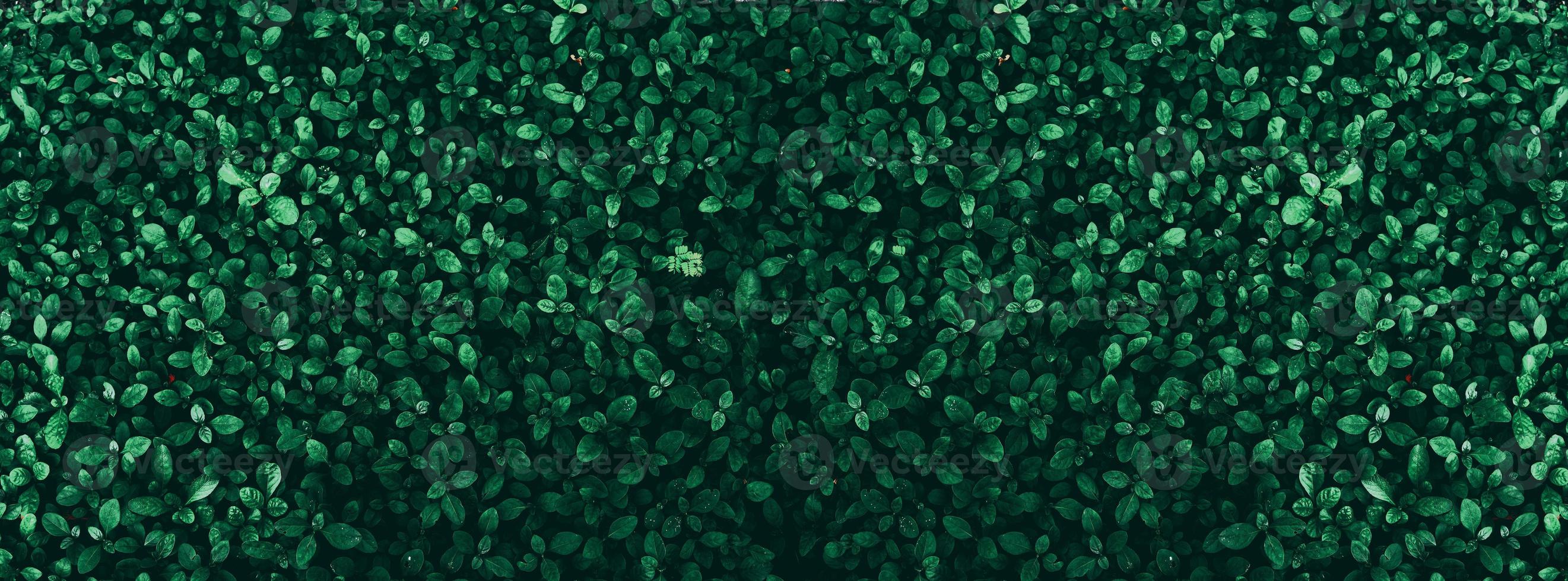 fondo de hoja verde tropical tema de tono oscuro foto