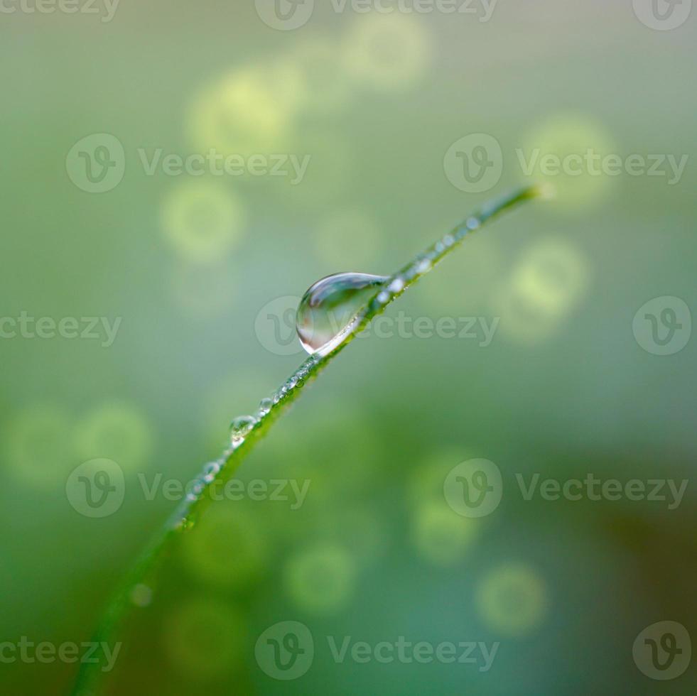 drop on the green grass in springtime photo