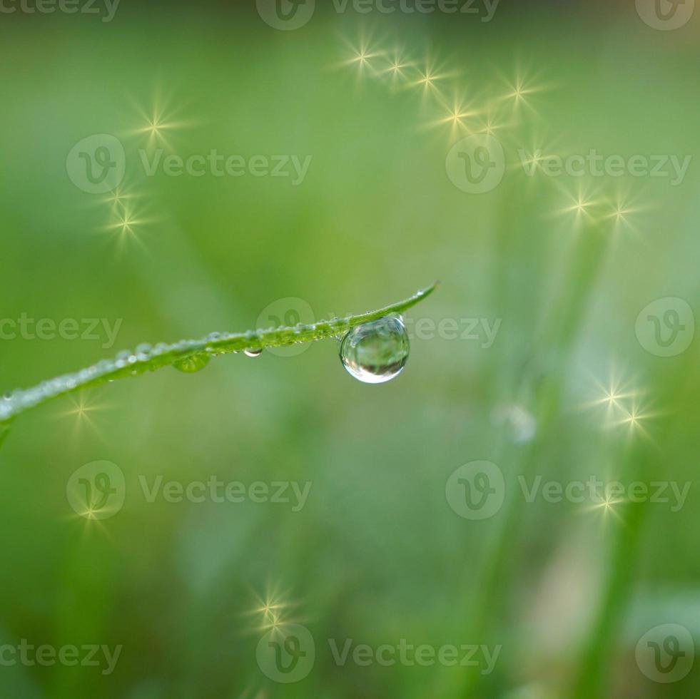 caer sobre la hierba verde en primavera foto