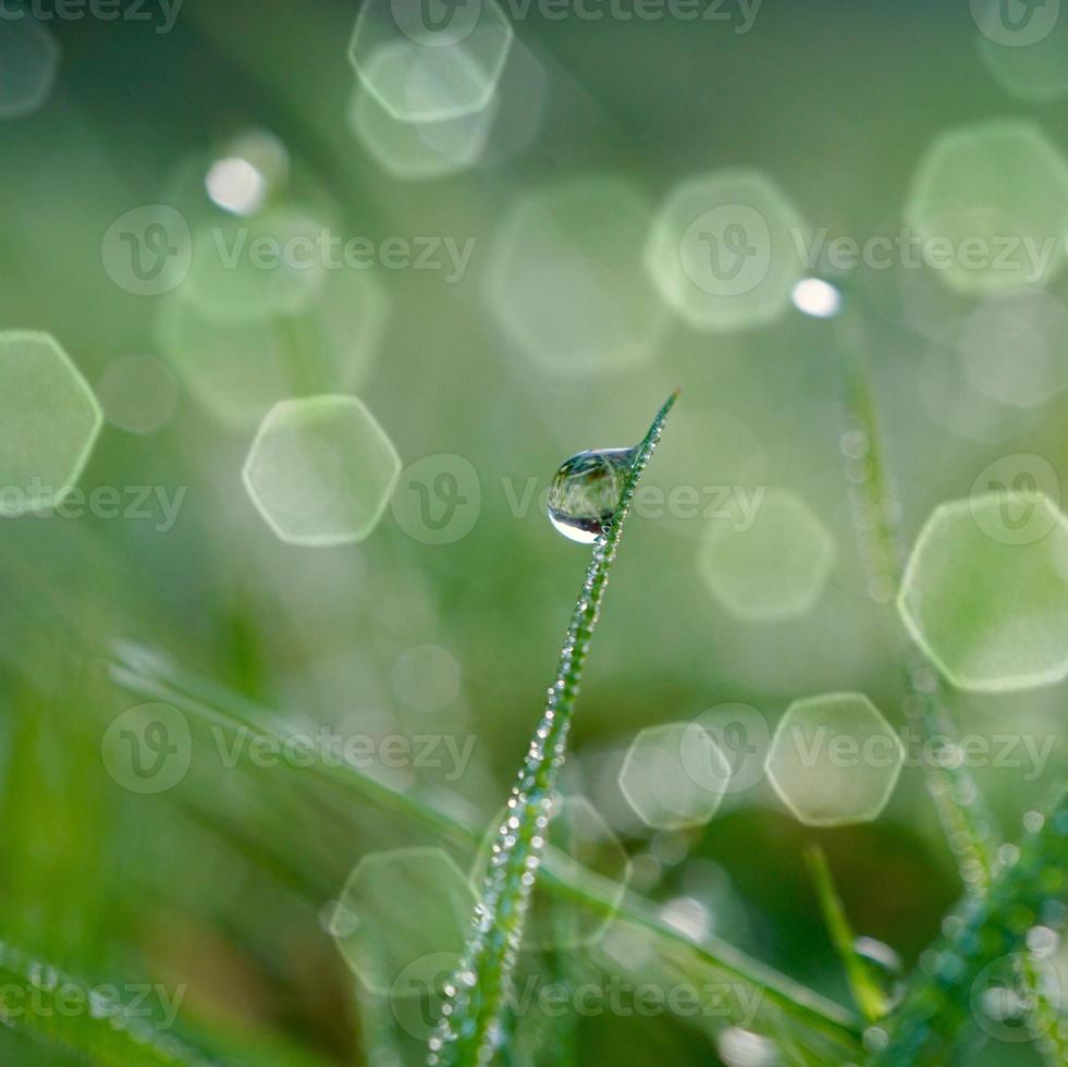 gota de agua sobre la hierba verde en días lluviosos foto