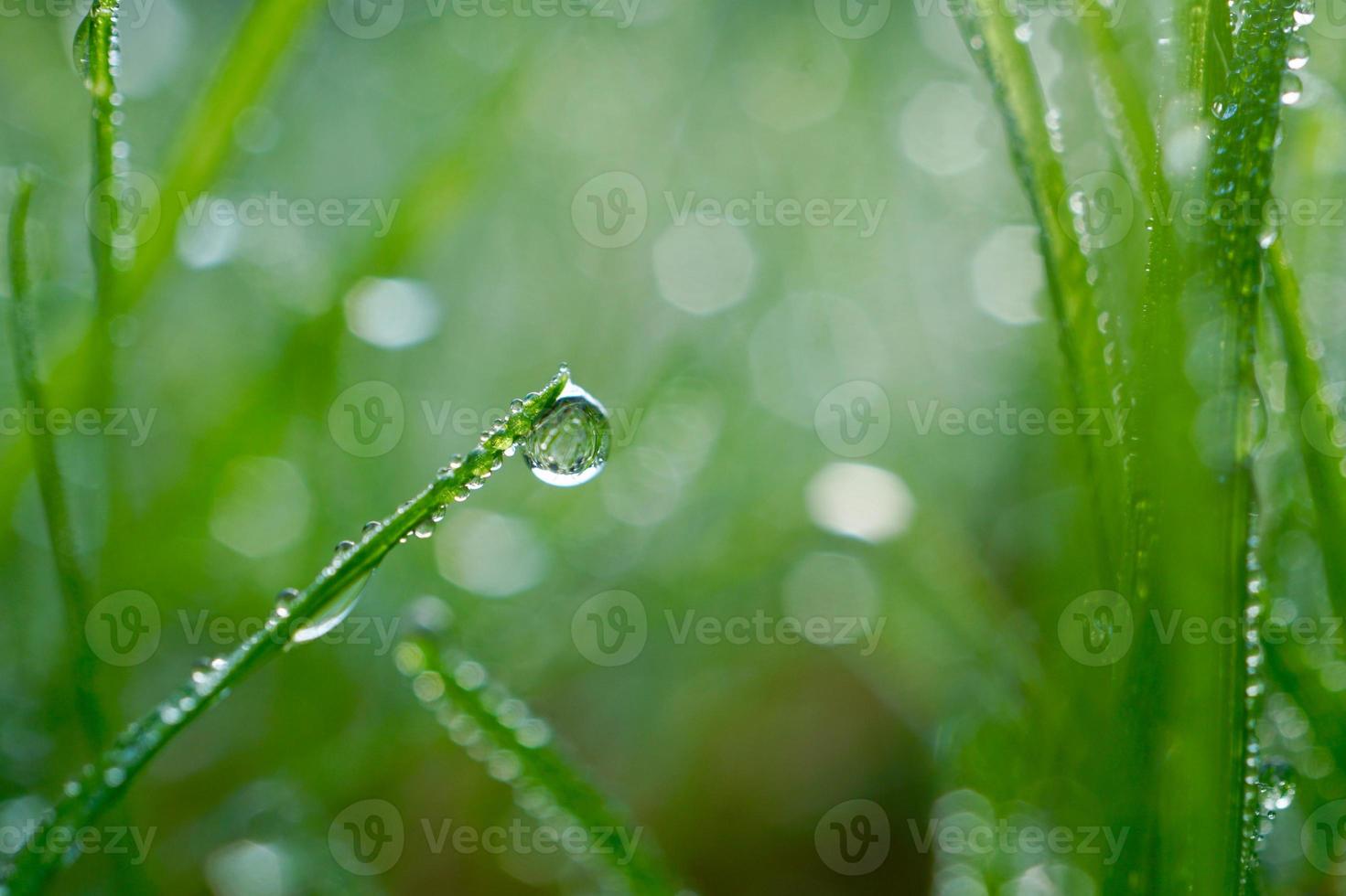 raindrop on the green grass in rainy days photo