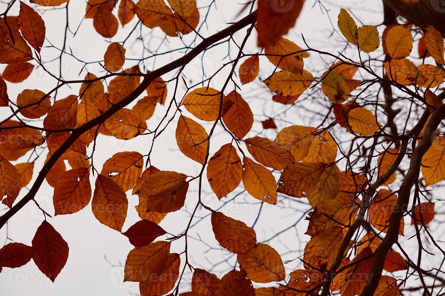 hojas de los árboles marrones en la temporada de otoño foto