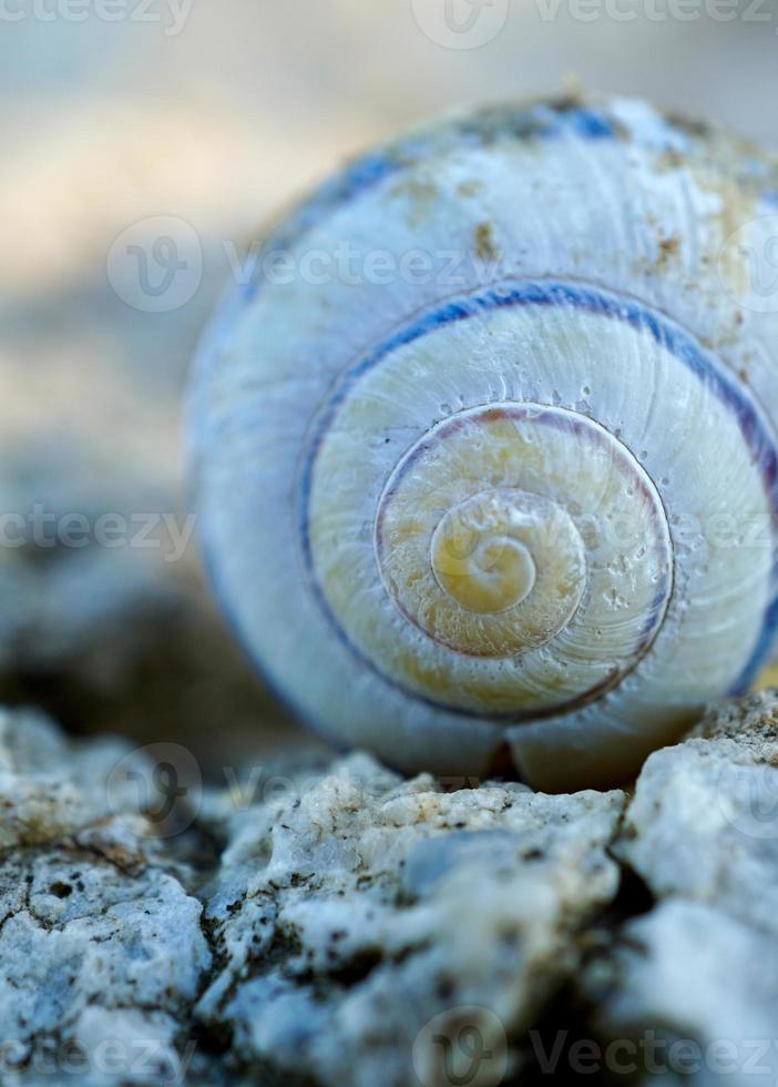 pequeño caracol blanco en la naturaleza foto