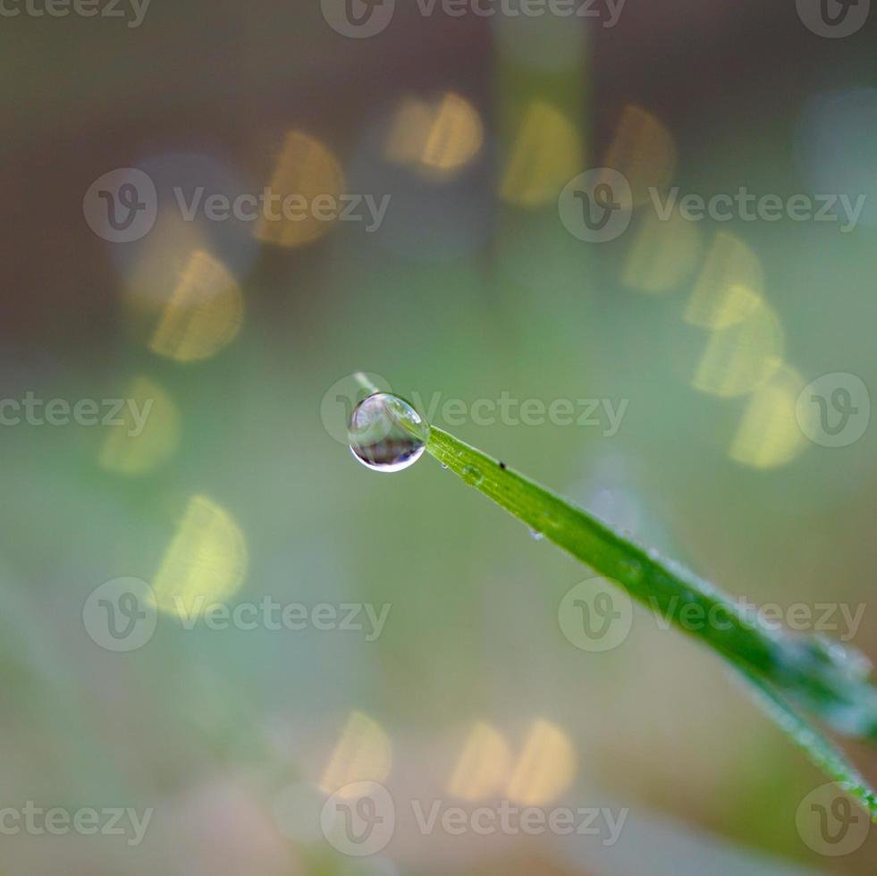 raindrop on the green grass leaves in rainy days photo