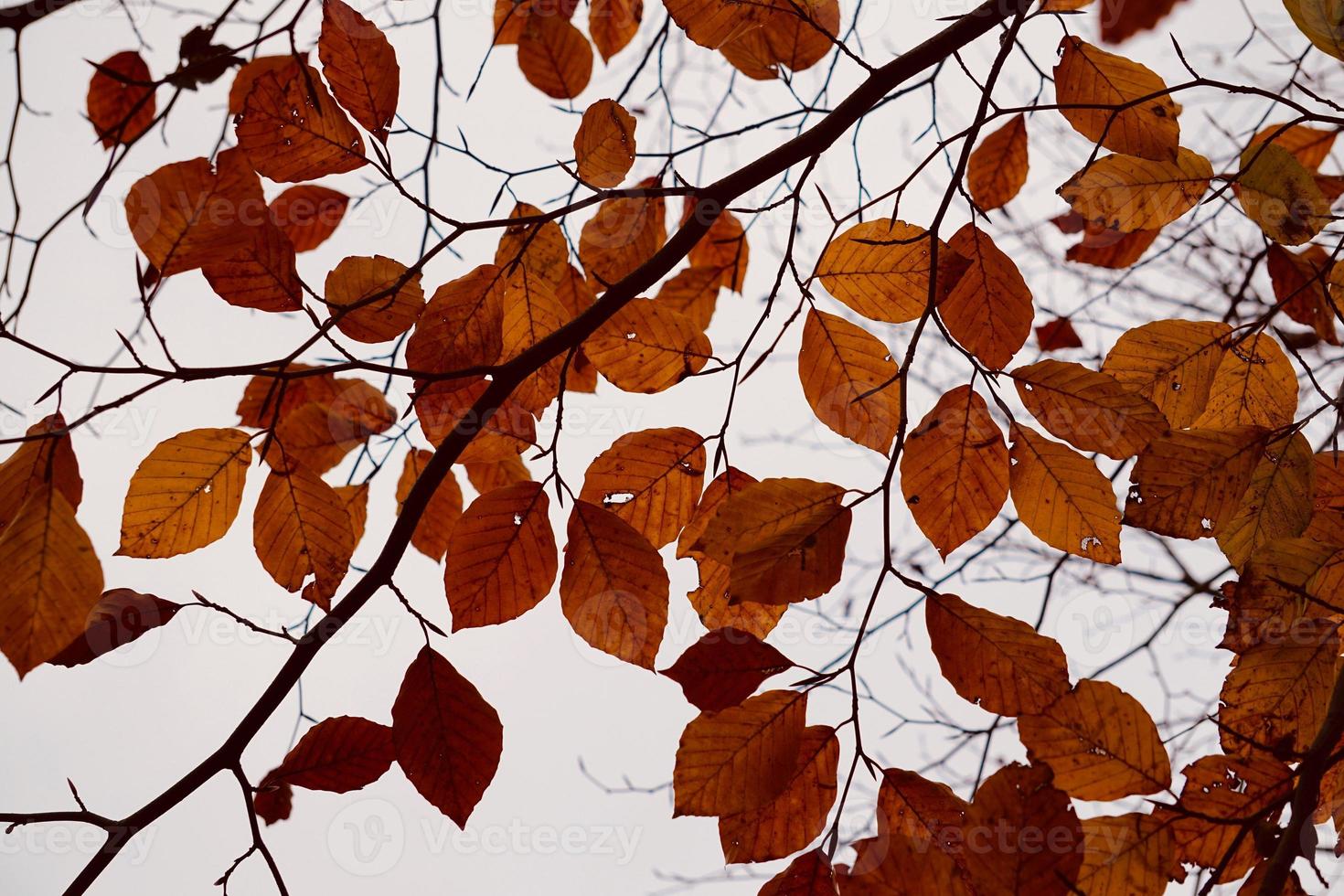 hojas de los árboles marrones en la temporada de otoño foto