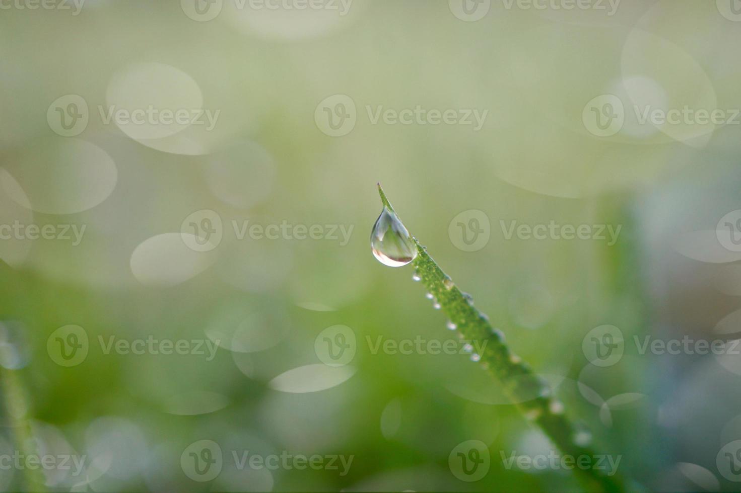 gota de agua sobre la hierba verde deja en días lluviosos foto