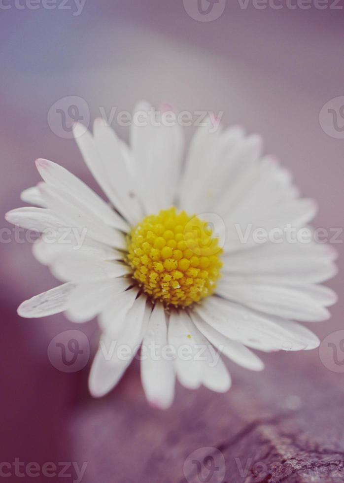 hermosa flor de margarita blanca en la temporada de primavera foto