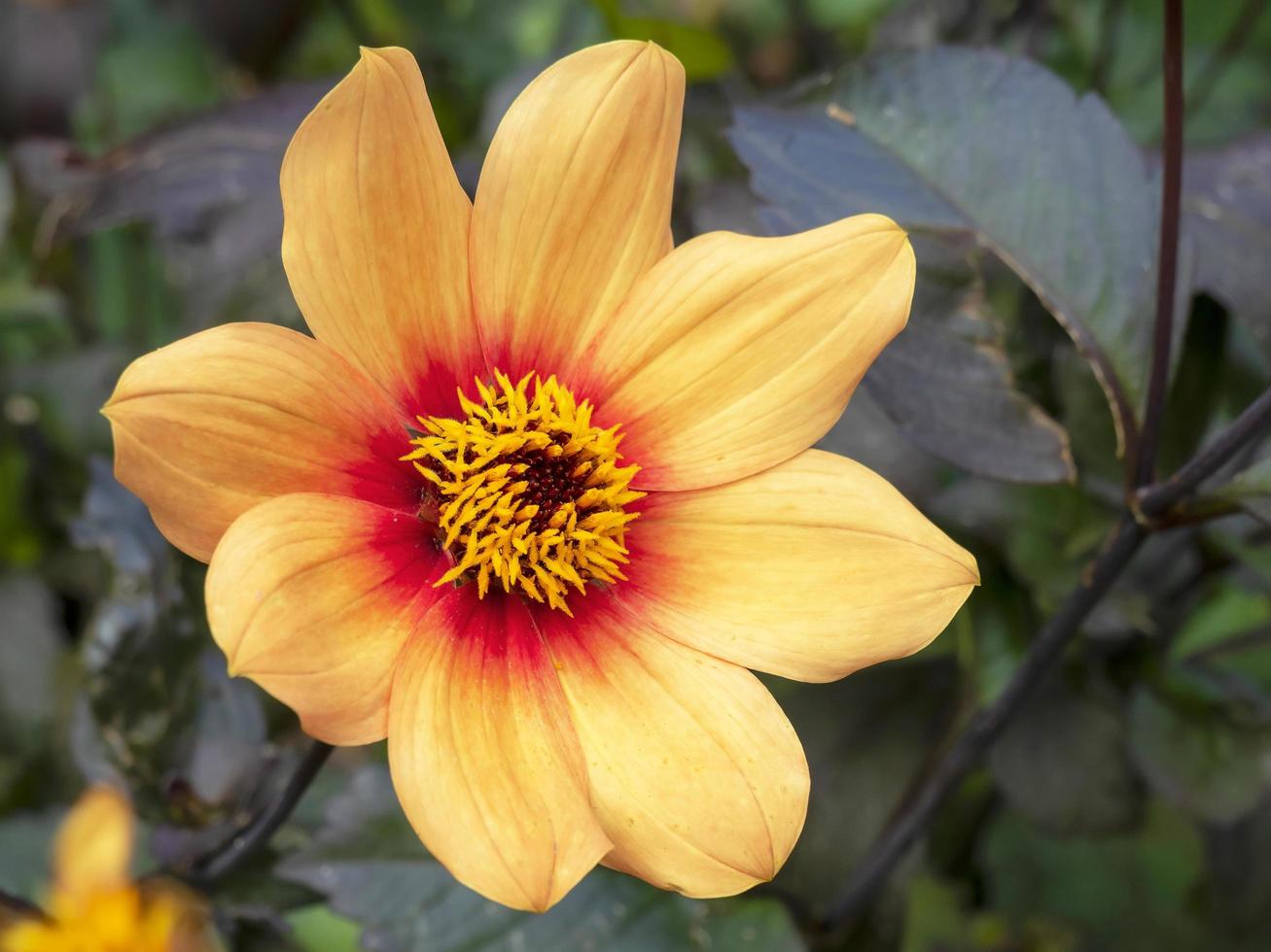 Hermosa flor de dalia amarilla única en un jardín. foto