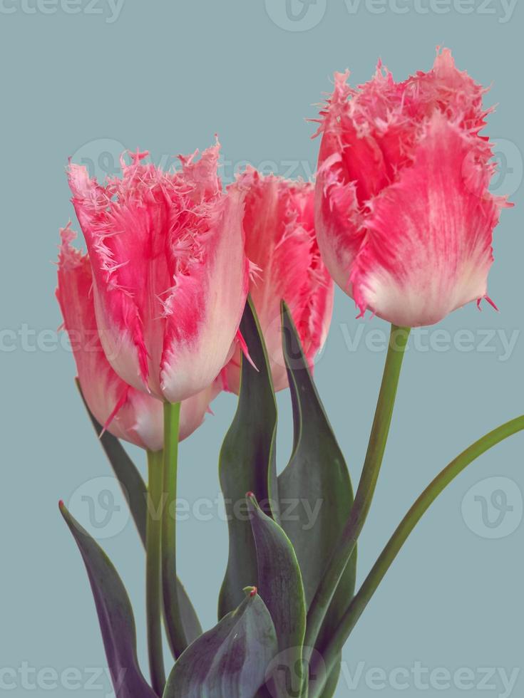 Primer plano de una bonita flor de tulipán con flecos de color rosa foto