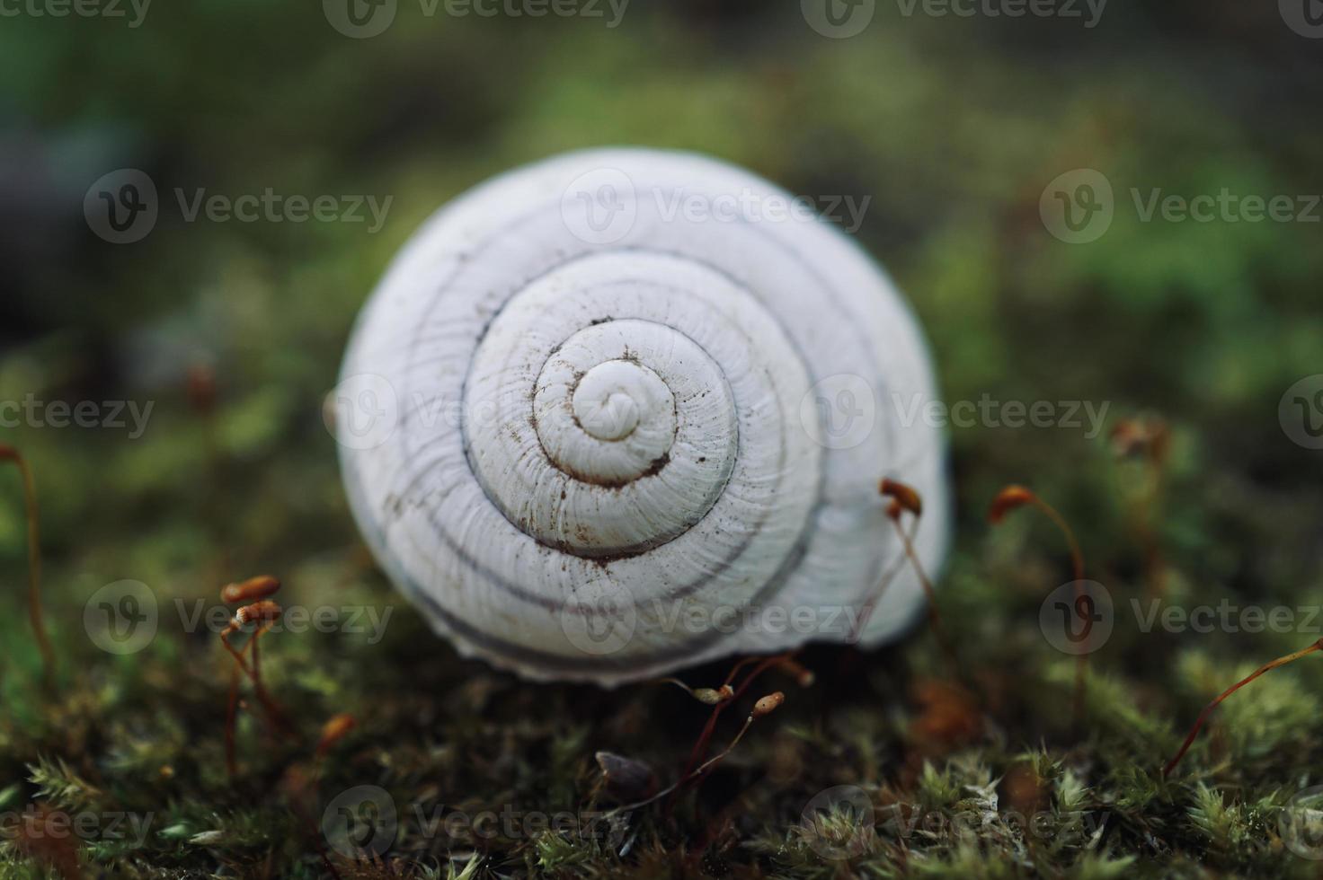 pequeño caracol blanco en la naturaleza foto