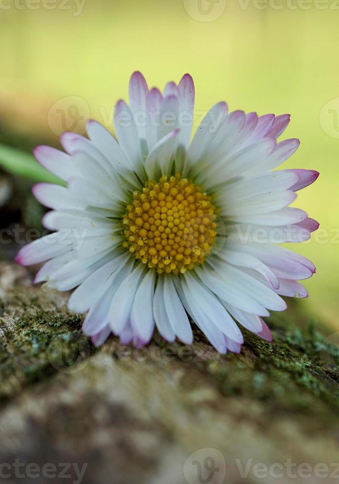 Flor de la margarita blanca en el jardín en primavera foto
