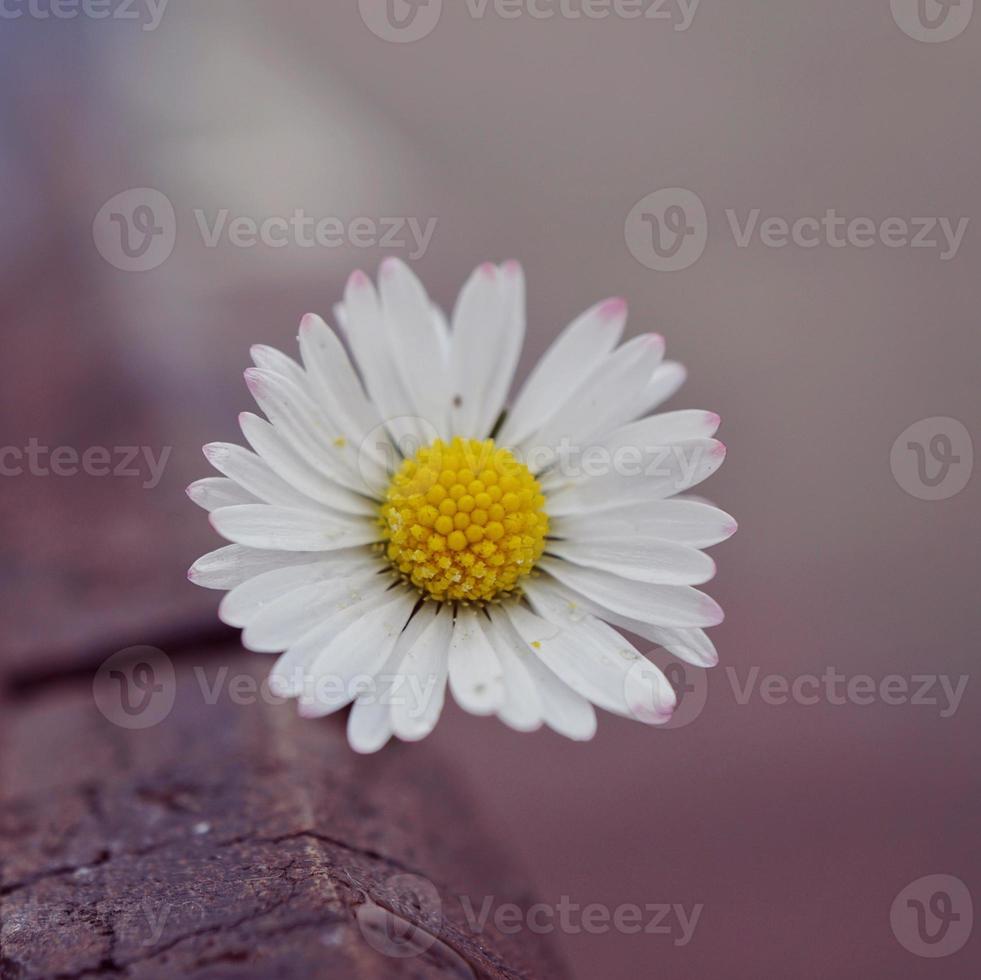 white daisy flower in the garden in springtime photo