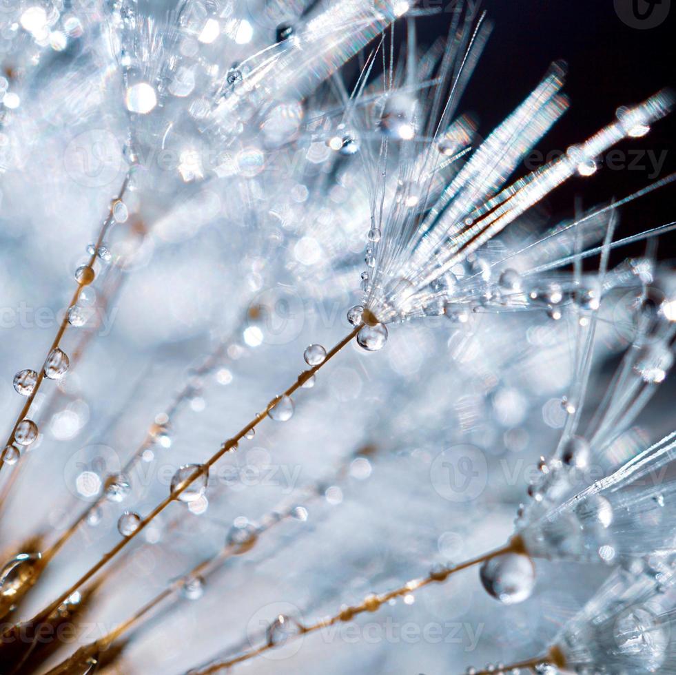 Gotas sobre la flor del diente de león en la temporada de primavera. foto