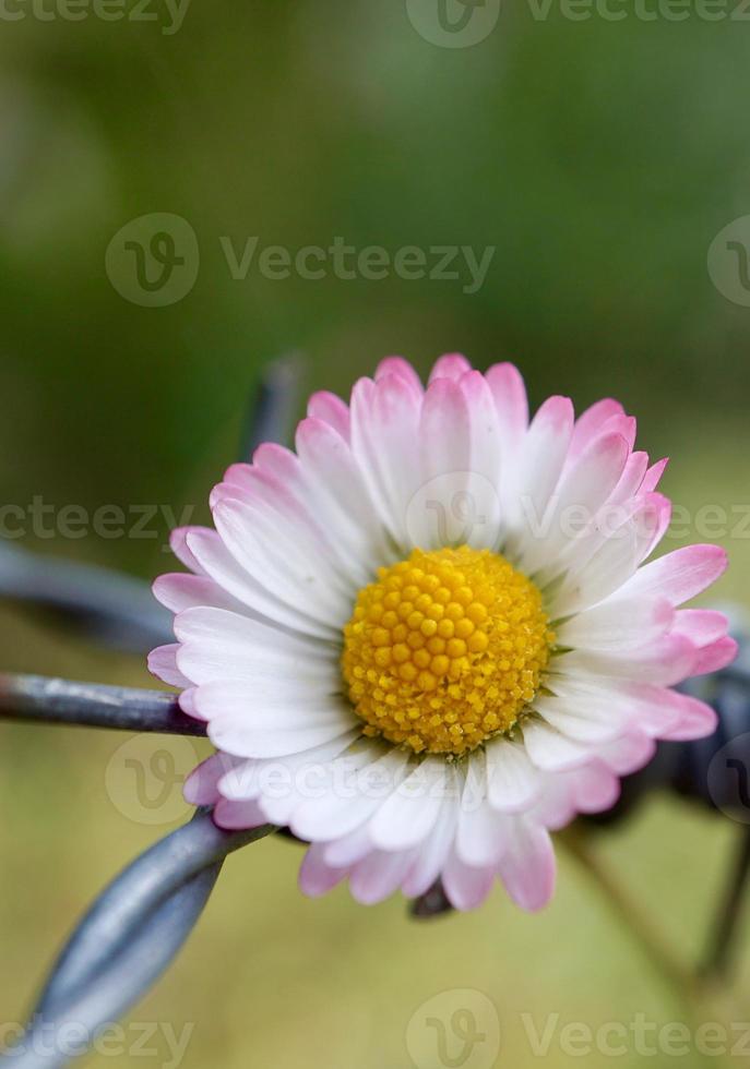 white and pink daisy flower in springtime photo