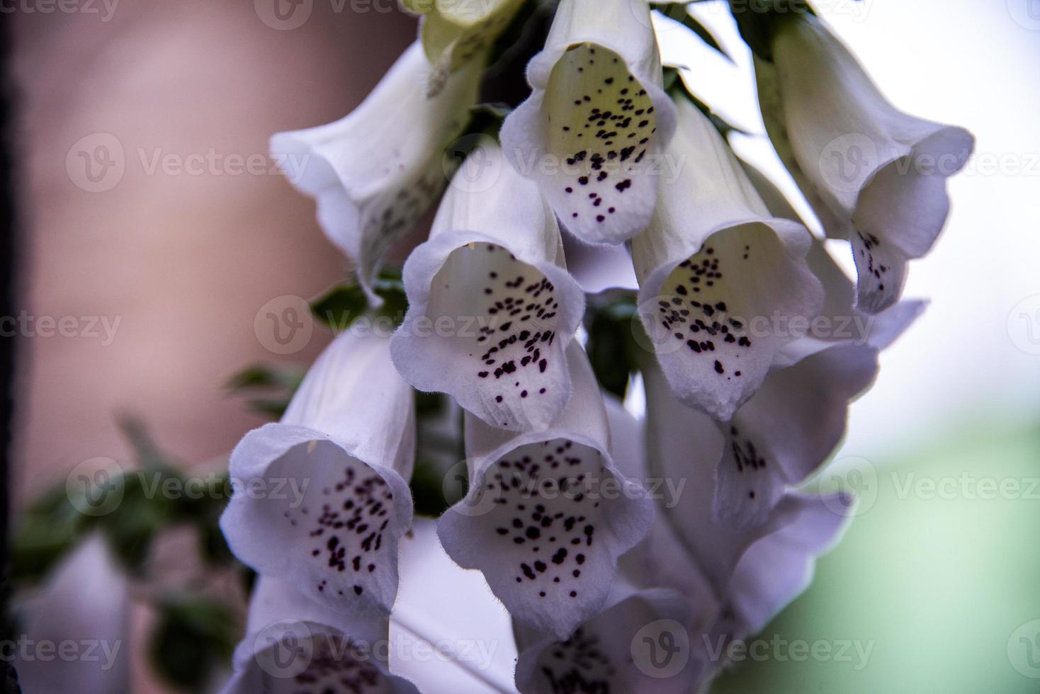 Digitalis purpurea flower photo