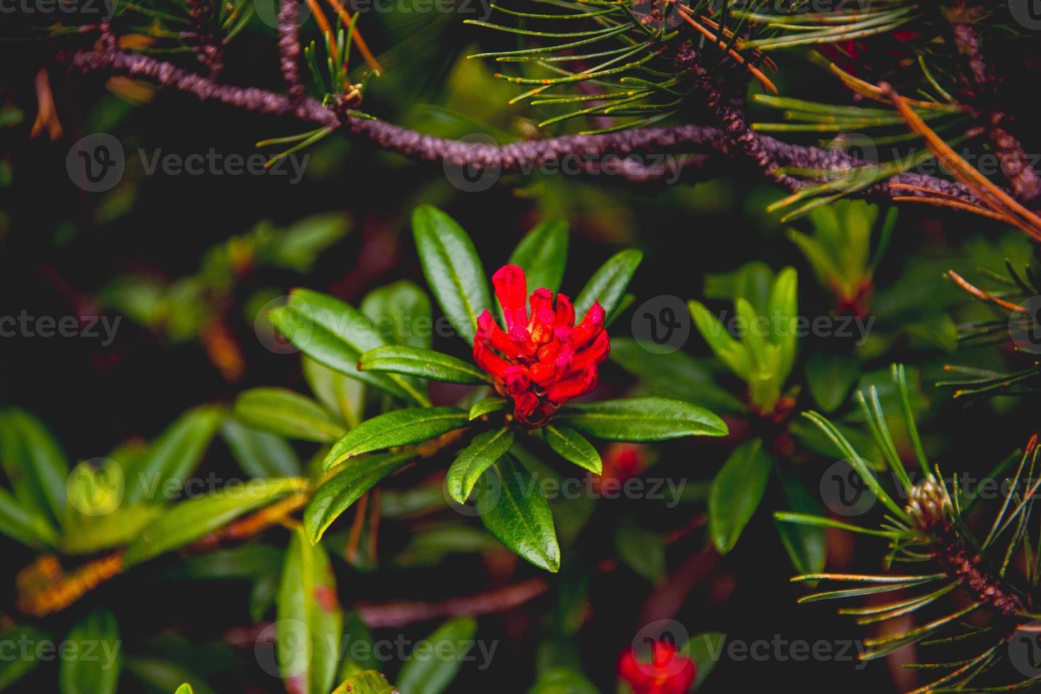 flor de rododendro ferrugineum foto