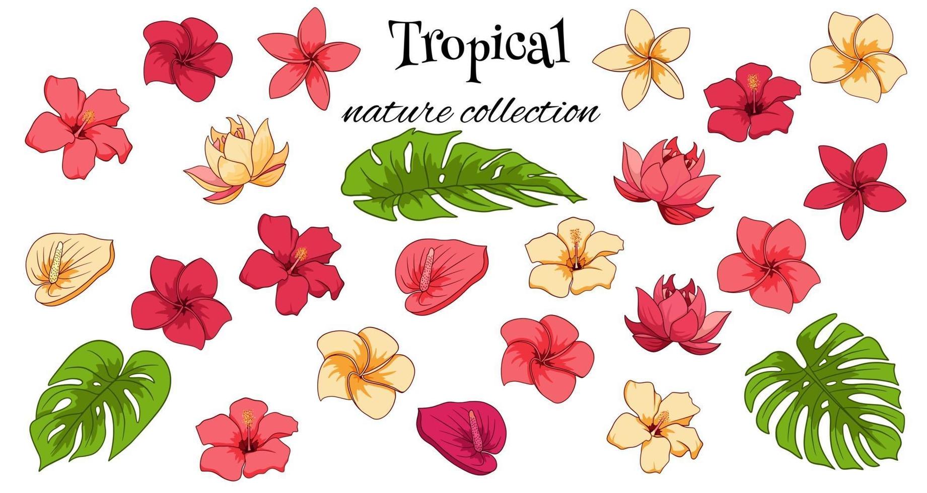 colección tropical con flores exóticas y hojas talladas en estilo de dibujos animados vector