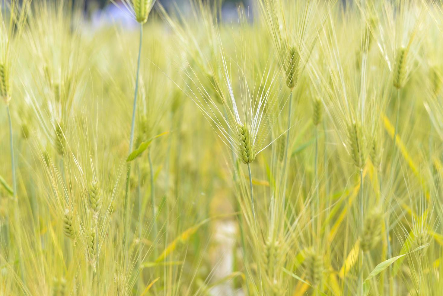 fondo de hierba verde foto