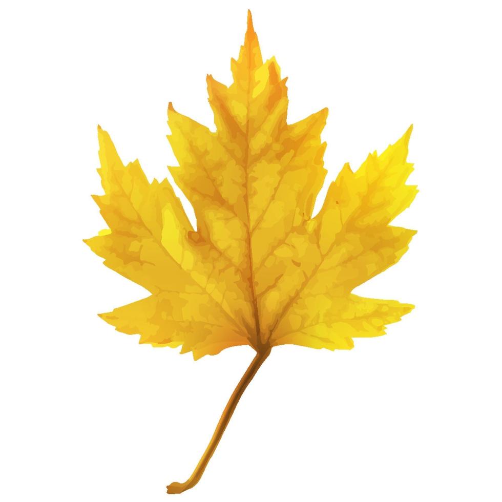 Autumn maple leaf vector on a white background