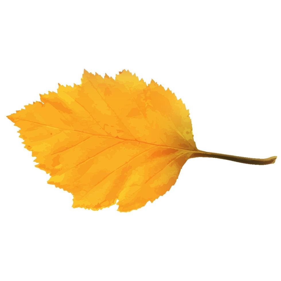 Realistic Alder Tree Leaf in Changing Fall Colors vector