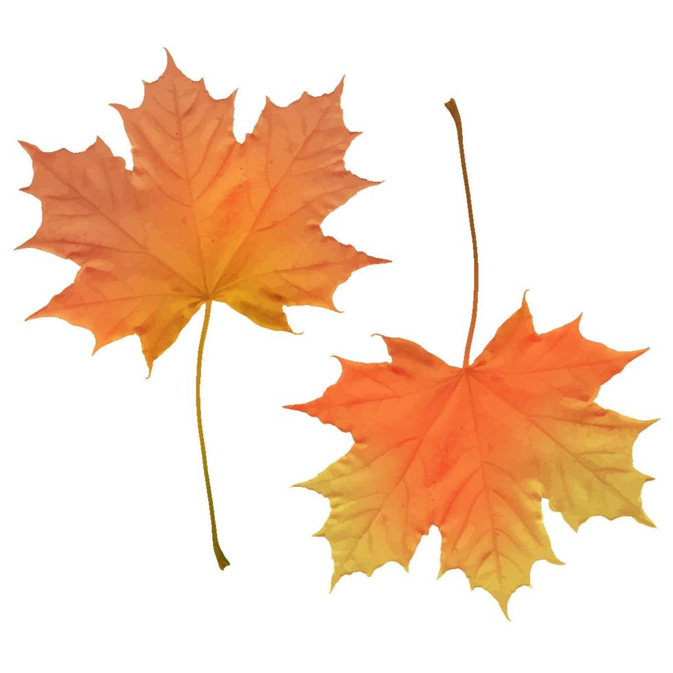 Realistic maple leaves isolated on white background vector