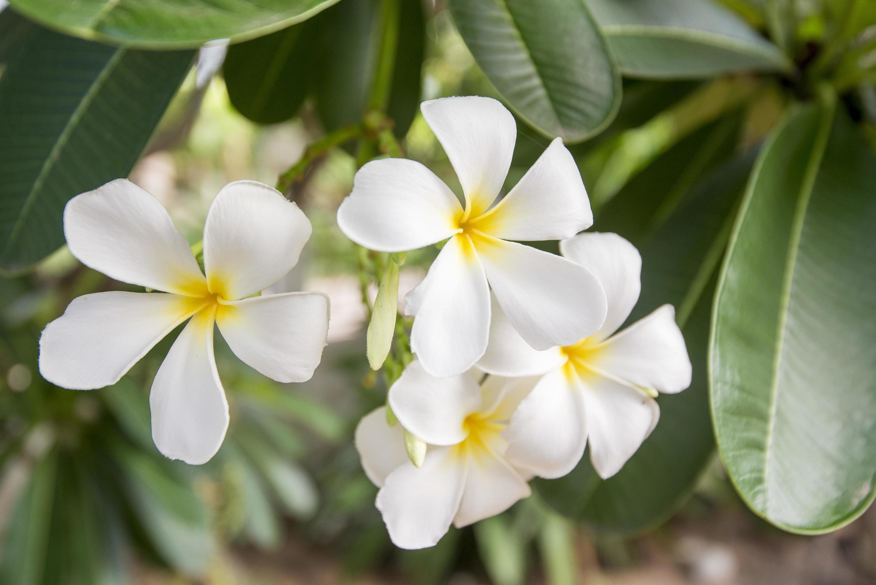 Champa flower tree 2501611 Stock Photo at Vecteezy