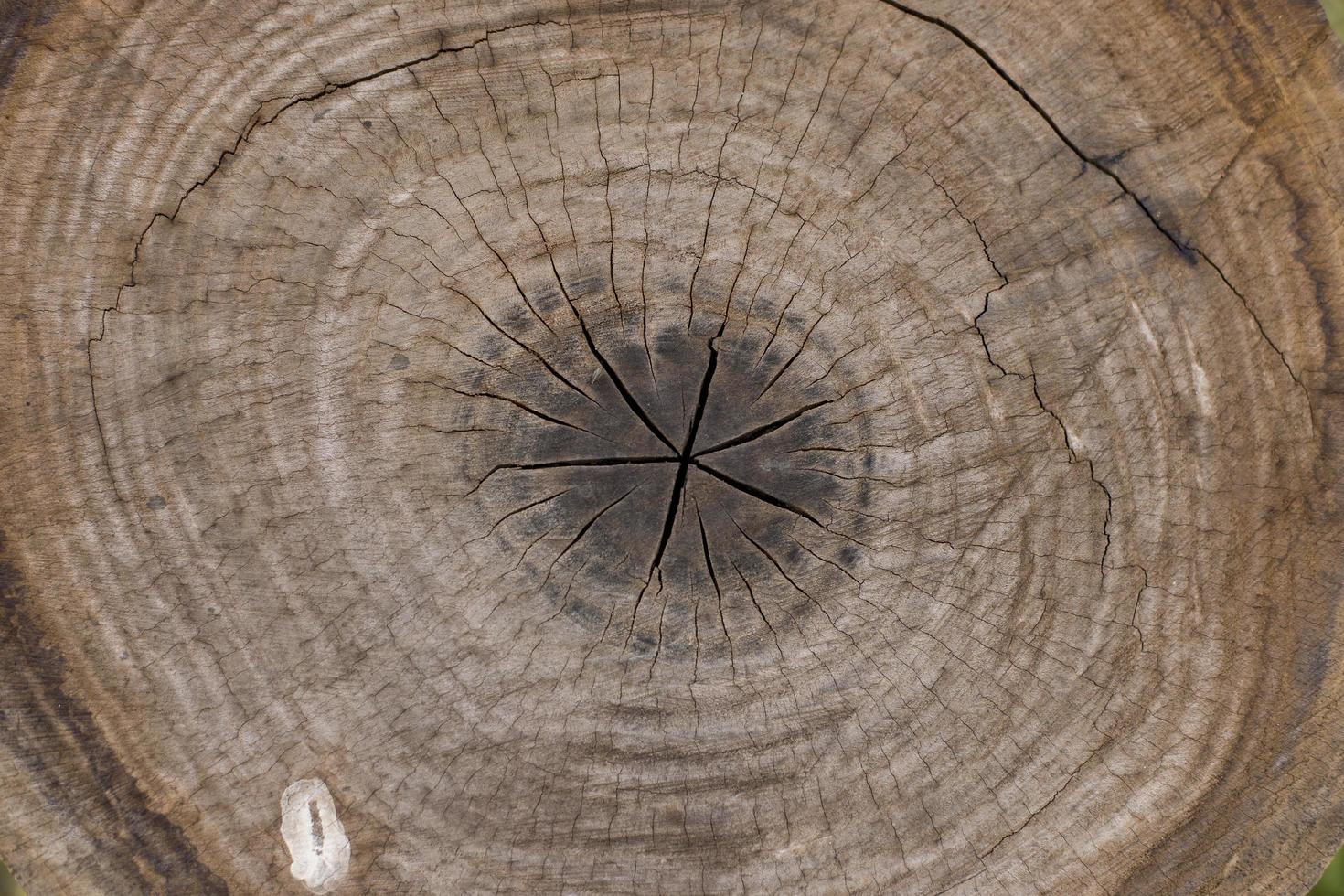 textura de anillos de madera foto