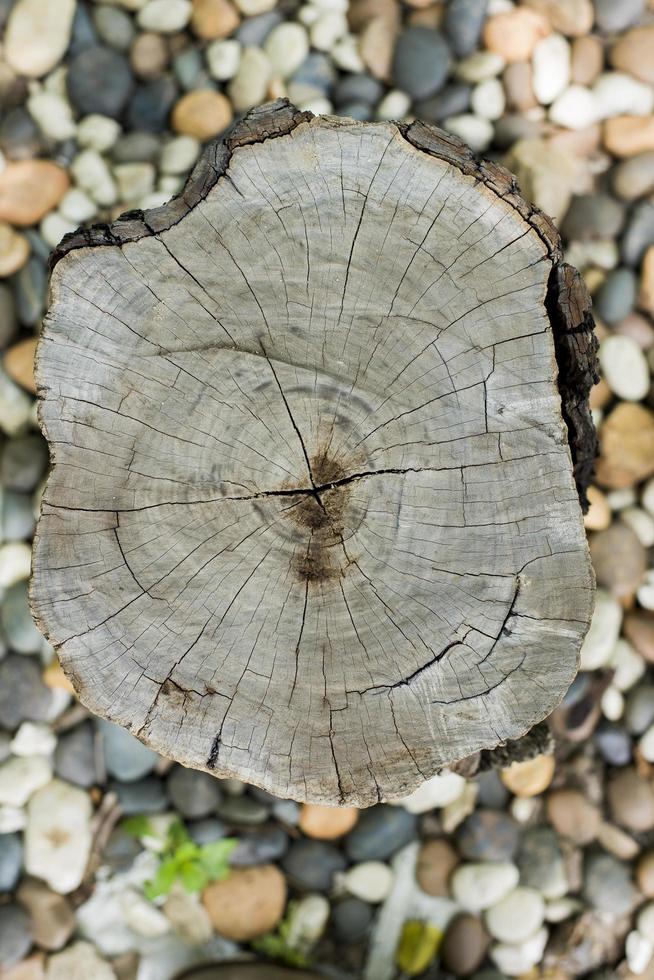 Wood rings texture photo