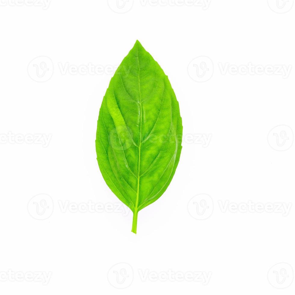 Fresh sweet basil leaves isolated on white background photo