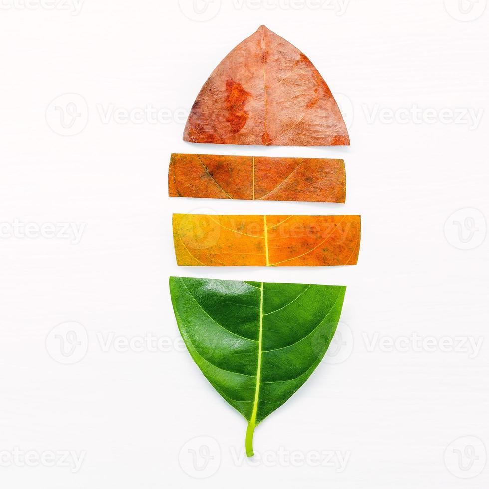 Different age of leaves and colour set up on white wooden background photo