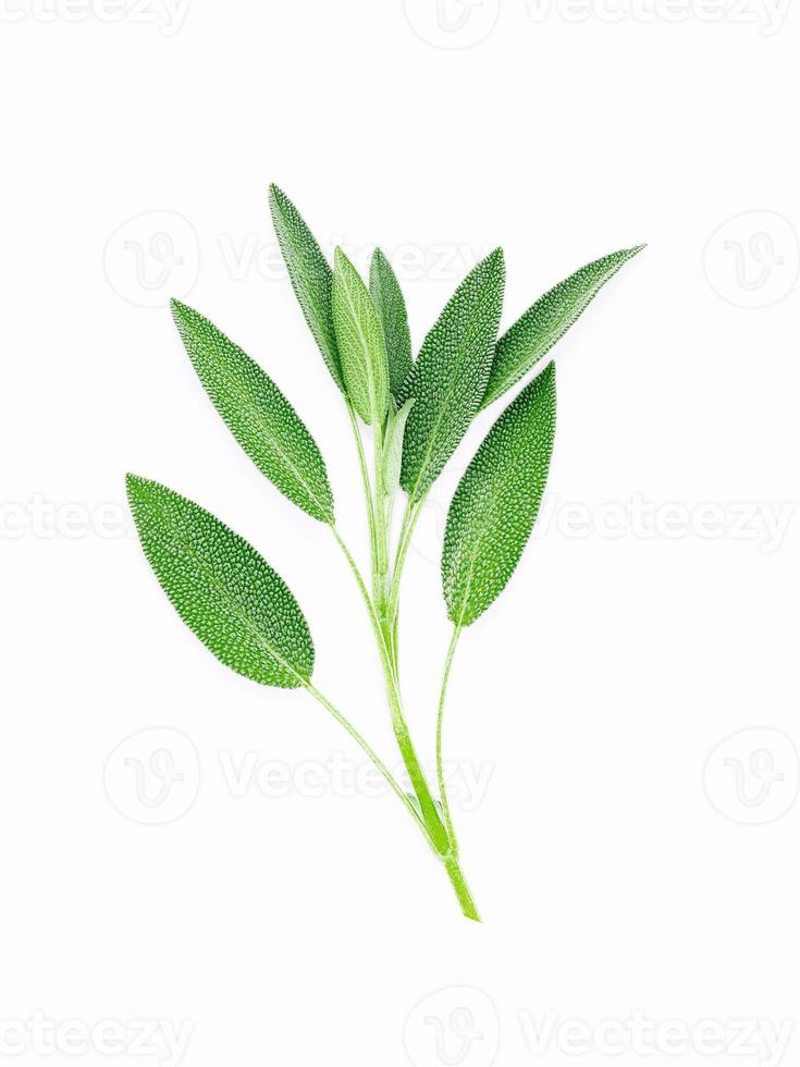 Close up branch of  fresh sage leaves isolated on white background photo