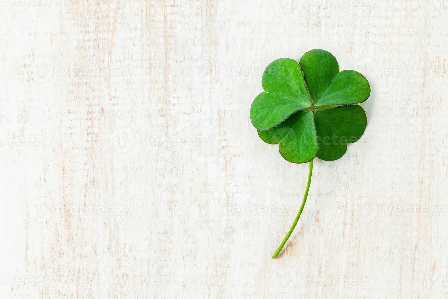 Close up clover leaves on white shabby wooden background photo