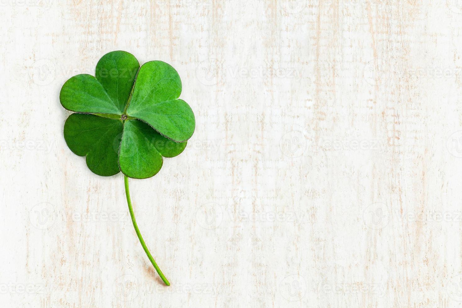 Close up clover leaves on white shabby wooden background photo