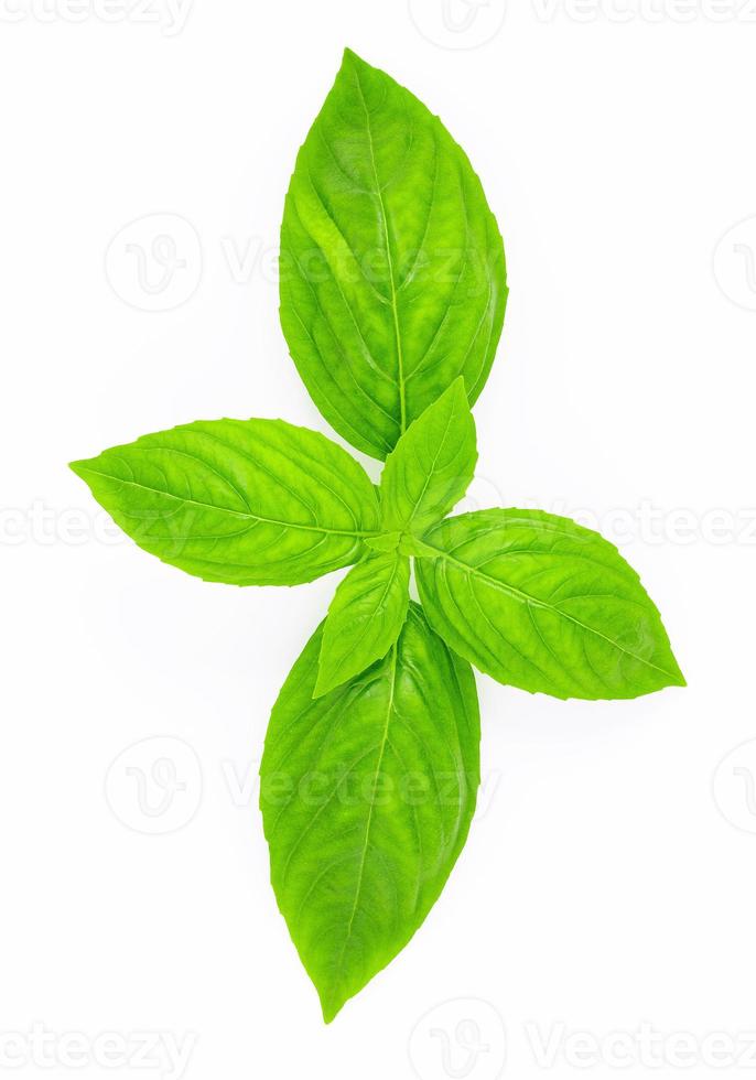 Fresh sweet basil leaves isolated on white background photo