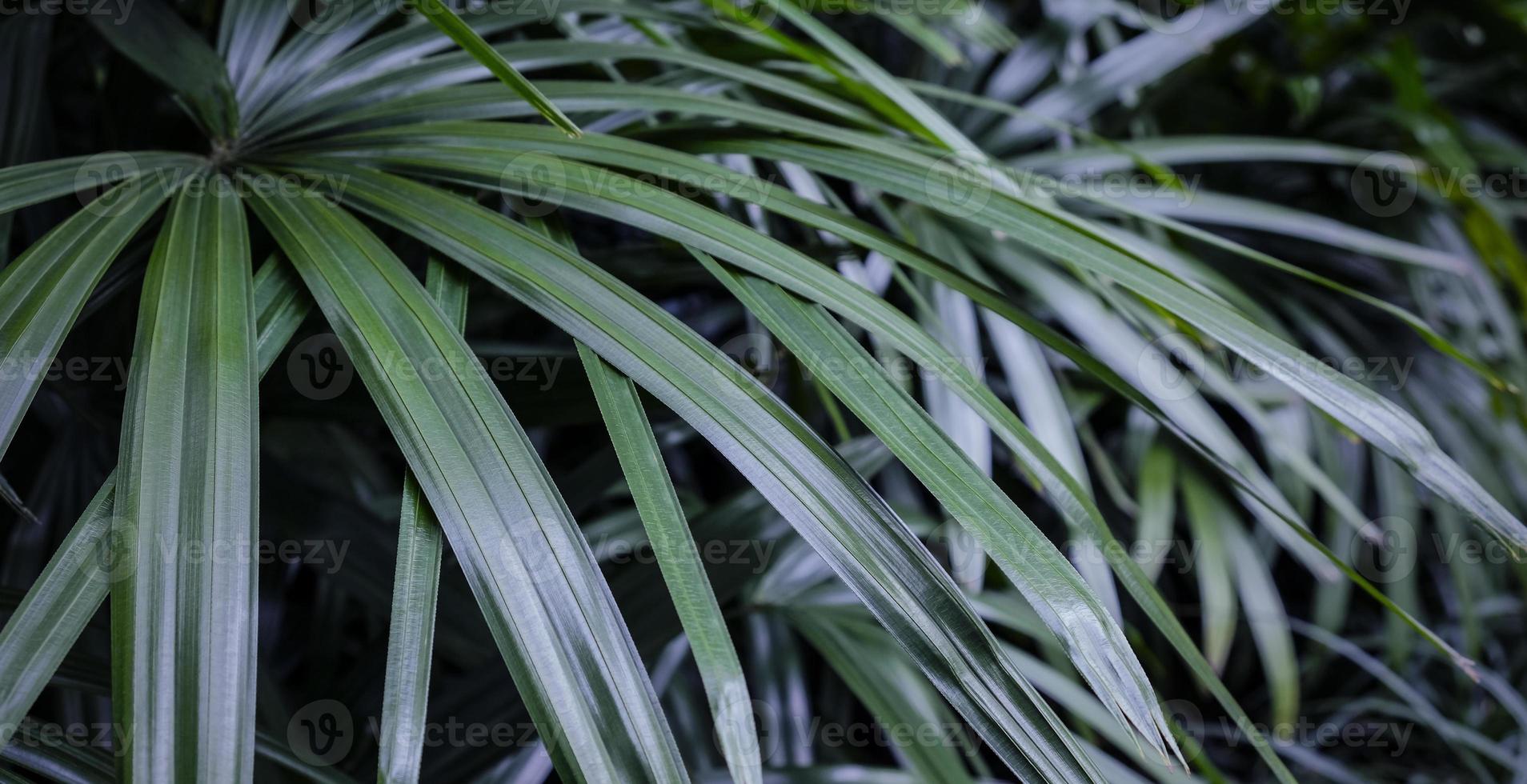 rhapis excelsa o dama palmera en el jardín fondo de hojas tropicales foto