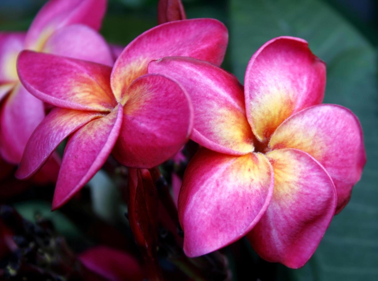 flor de frangipani o flor de leelawadee foto