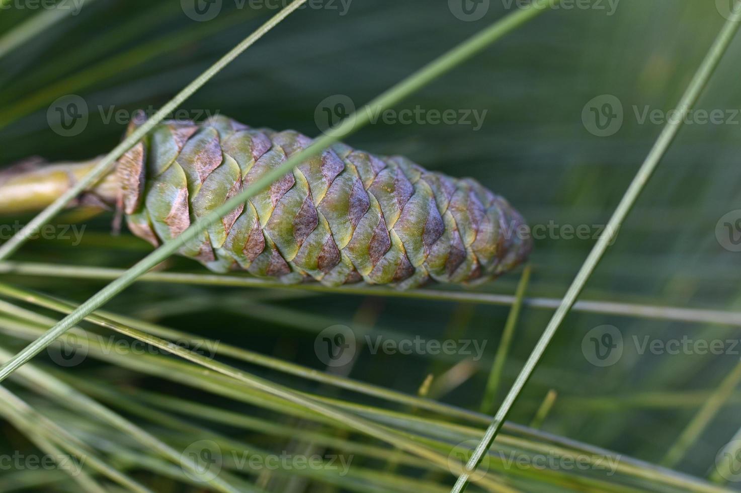 Green pine cone between pine needles photo