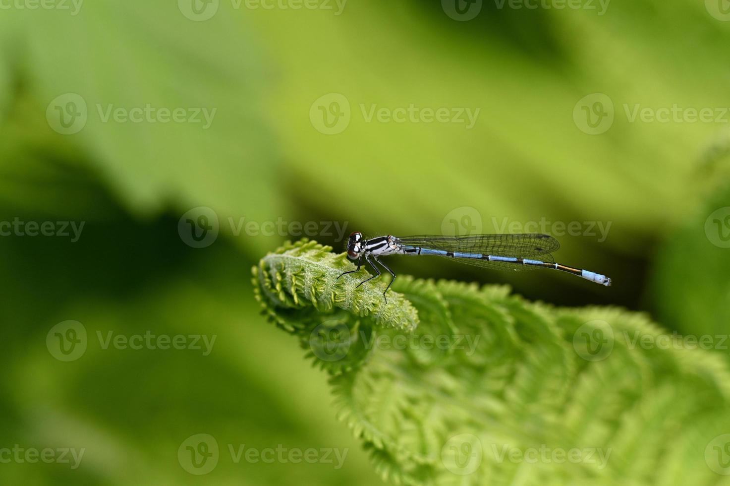 A blue dragonfly lands on a fern leaf photo