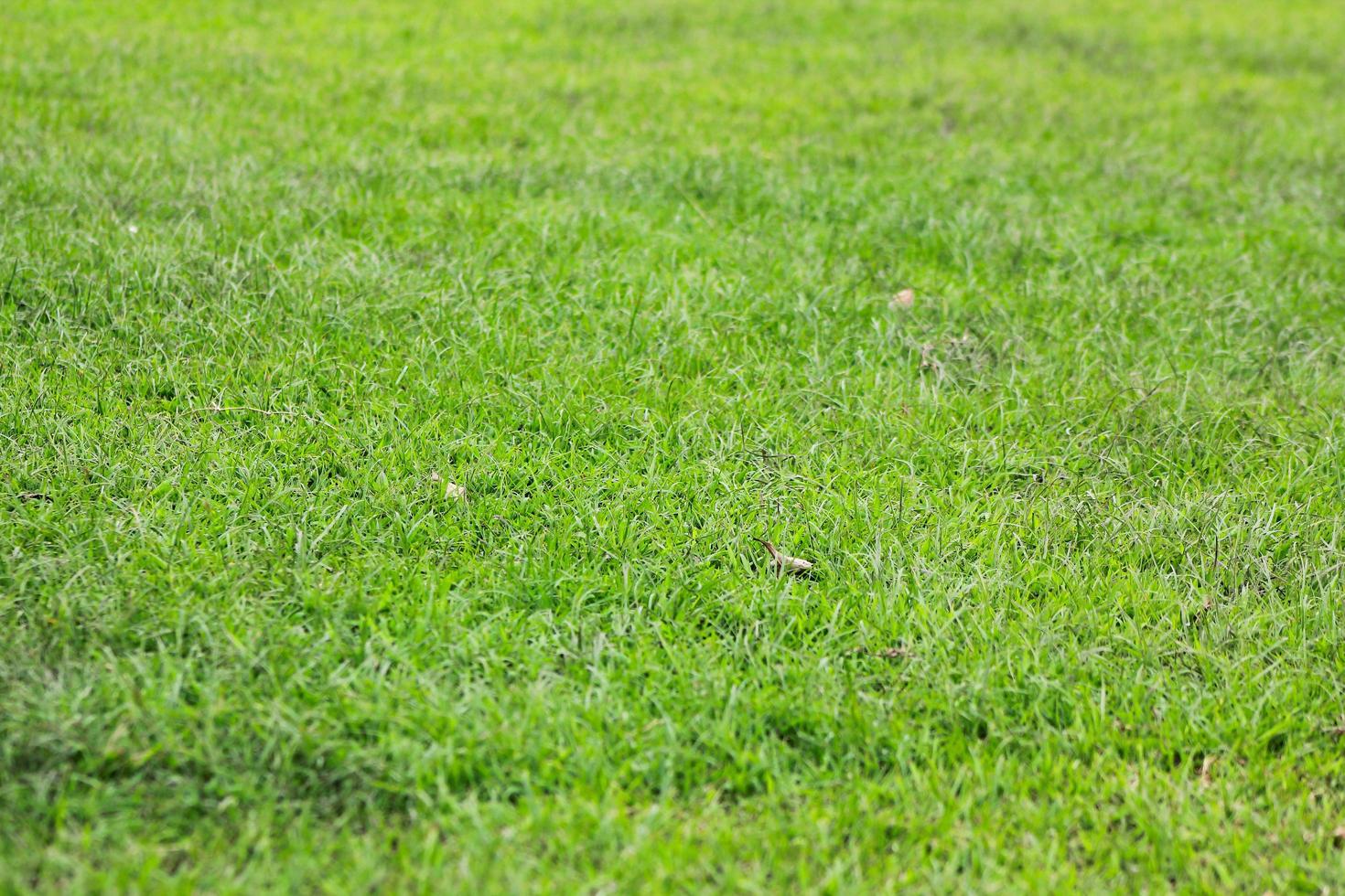 Grass Field Background photo