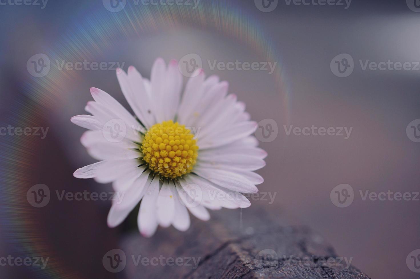 white and pink daisy flower in springtime photo