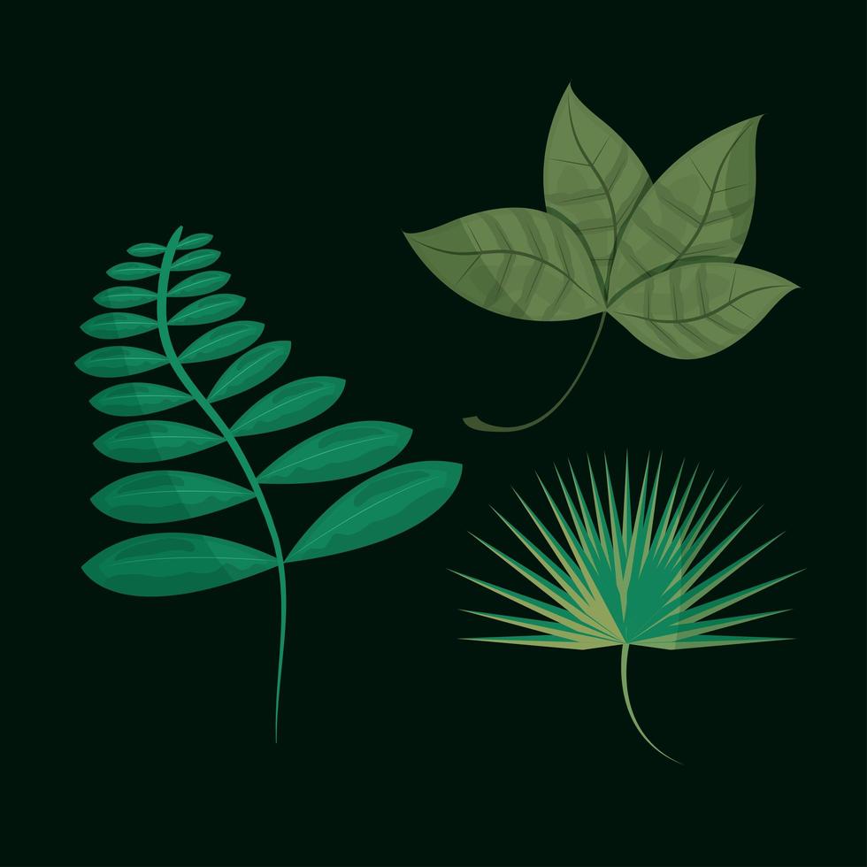set leaf nature vector