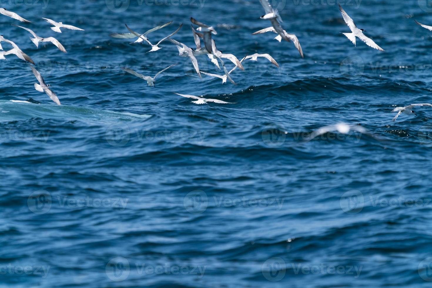 Las gaviotas que vuelan en la parte superior antes de que la ballena bruda se alimente de una amplia variedad de peces en el golfo de Tailandia foto